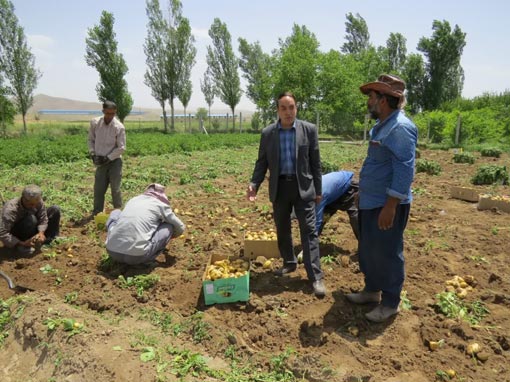 برداشت ۸۰ هزار تن سیب زمینی تابستانه در شهرستان عجب شیر