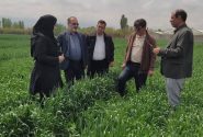 علف‌های هرز، سن و زنگ گندم تهدیدی جدی برای مزارع