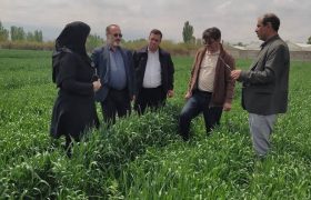 علف‌های هرز، سن و زنگ گندم تهدیدی جدی برای مزارع