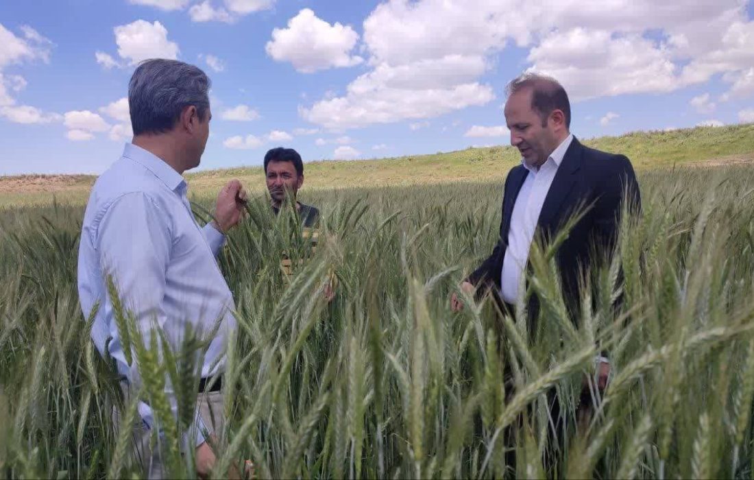 اجرای دو پایگاه نوآوری محصولات تناوبی و غلات، گامی بلند در جهت توسعه کشاورزی مراغه