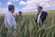 اجرای دو پایگاه نوآوری محصولات تناوبی و غلات، گامی بلند در جهت توسعه کشاورزی مراغه