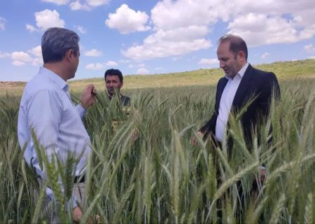 اجرای دو پایگاه نوآوری محصولات تناوبی و غلات، گامی بلند در جهت توسعه کشاورزی مراغه