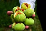 منطقه آزاد ارس، رتبه نخست تولید انجیر را در آذربایجان شرقی کسب کرد