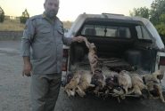 ۹ خرگوش قربانی شکار بی‌رحمانه شدند