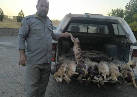 ۹ خرگوش قربانی شکار بی‌رحمانه شدند