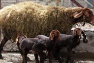چندقلوزایی و افزایش وزن دام با پرتودهی هستهای در آذربایجانشرقی