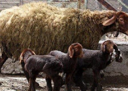 چندقلوزایی و افزایش وزن دام با پرتودهی هسته‌ای در آذربایجان‌شرقی