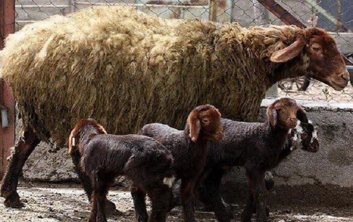 چندقلوزایی و افزایش وزن دام با پرتودهی هستهای در آذربایجانشرقی