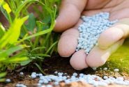 ضرورت تأمین و جذب به‌موقع کود همزمان با آغاز کشت پاییزه در استان آذربایجان شرقی