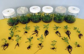 کشت بافت سماق قرمز هوراند به بار نشست