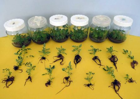 کشت بافت سماق قرمز هوراند به بار نشست