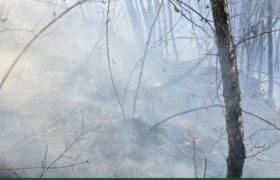 آتش‌سوزی جنگل دیزمار مهار شد