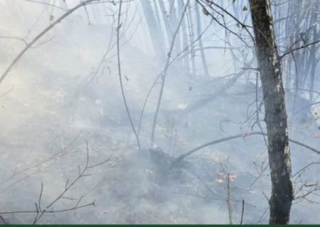 آتش‌سوزی جنگل دیزمار مهار شد