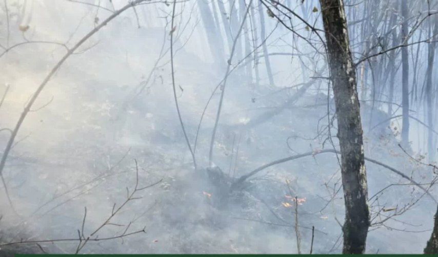 آتش‌سوزی جنگل دیزمار مهار شد