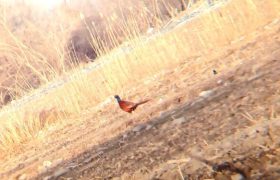 سرشماری پاییزه قرقاول قفقازی در ارسباران