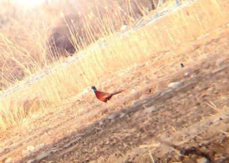 سرشماری پاییزه قرقاول قفقازی در ارسباران