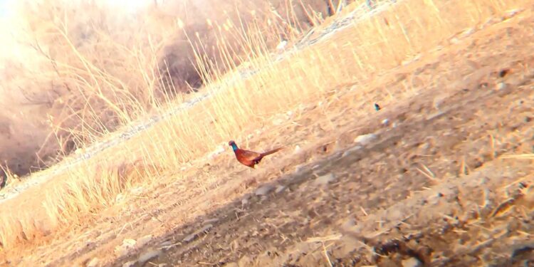 سرشماری پاییزه قرقاول قفقازی در ارسباران