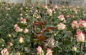 آذربایجان شرقی ۳۶ هکتار گلخانه گیاهان زینتی دارد