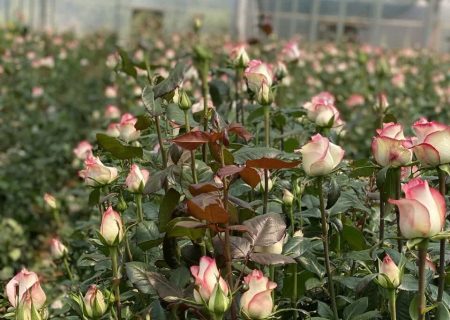 آذربایجان شرقی ۳۶ هکتار گلخانه گیاهان زینتی دارد