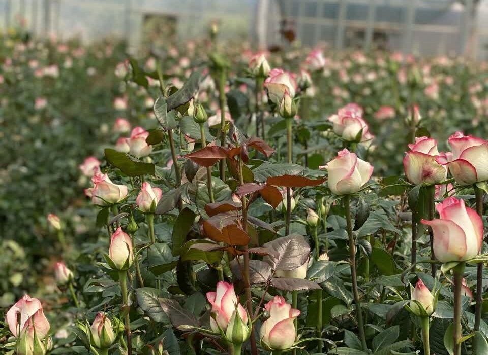 آذربایجان شرقی ۳۶ هکتار گلخانه گیاهان زینتی دارد