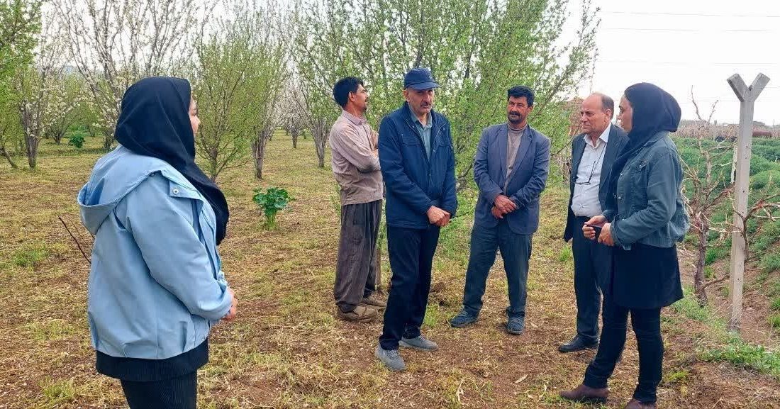 بناب قطب فرآوری و صادرات کشمش در آذربایجان شرقی است