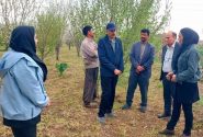 بناب قطب فرآوری و صادرات کشمش در آذربایجان شرقی است
