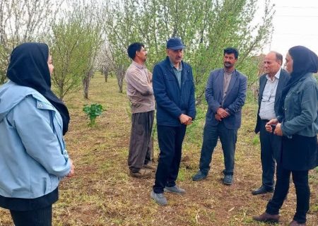 بناب قطب فرآوری و صادرات کشمش در آذربایجان شرقی است