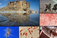 تامین نیاز مالی احیای دریاچه ارومیه با پرورش آرتمیا