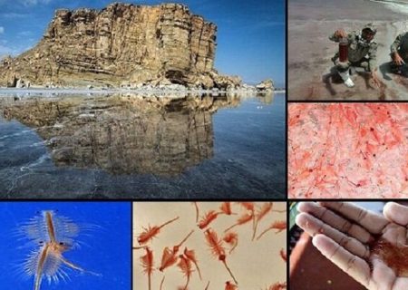 تامین نیاز مالی احیای دریاچه ارومیه با پرورش آرتمیا