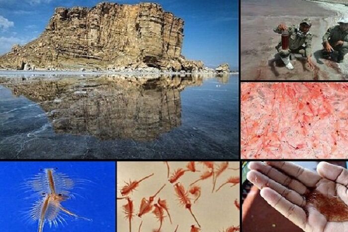 تامین نیاز مالی احیای دریاچه ارومیه با پرورش آرتمیا