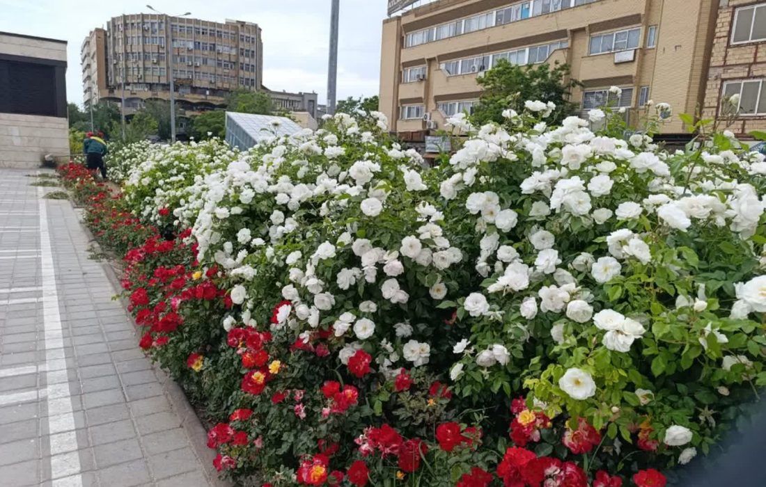 جلوه گری زیبای بافت تاریخی شهر با شکوفایی گلهای رز