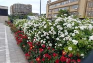 جلوه گری زیبای بافت تاریخی شهر با شکوفایی گلهای رز