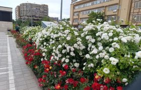 جلوه گری زیبای بافت تاریخی شهر با شکوفایی گلهای رز