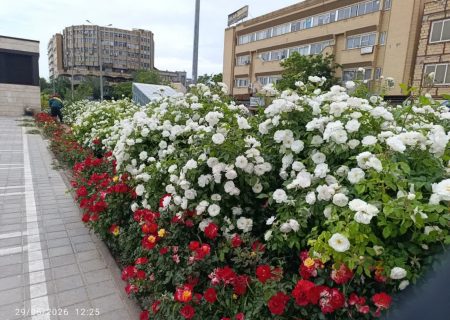 جلوه گری زیبای بافت تاریخی شهر با شکوفایی گلهای رز