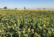 پژوهشگران آذربایجان شرقی دو رقم جدید گلرنگ پرمحصول و باکیفیت را معرفی کردند