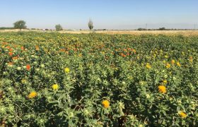 پژوهشگران آذربایجان شرقی دو رقم جدید گلرنگ پرمحصول و باکیفیت را معرفی کردند