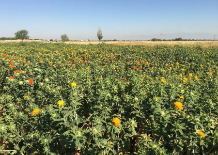 پژوهشگران آذربایجان شرقی دو رقم جدید گلرنگ پرمحصول و باکیفیت را معرفی کردند
