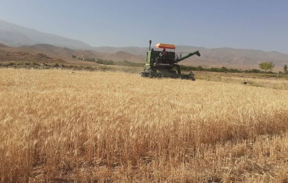 پیش بینی خرید تضمینی ۱۵۰۰ تن گندم در شهرستان جلفا