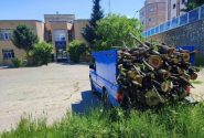 توقف قطع غیرقانونی درختان در اراضی آب منطقه ای آذربایجان‌شرقی در مراغه