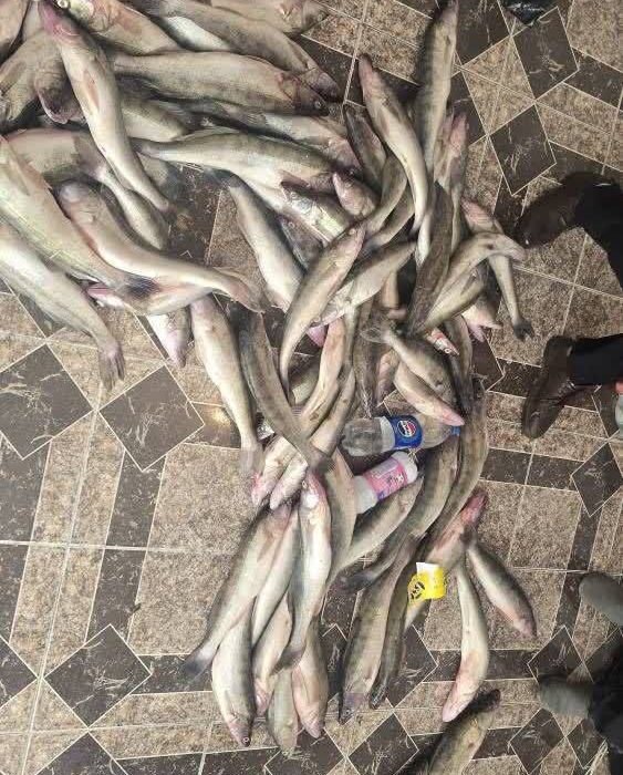 دستگیری صیادان غیرمجاز با کشف ۷۰ کیلوگرم ماهی سوف