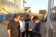 تولید ۴۰ درصد گندم آذربایجانشرقی در هشترود