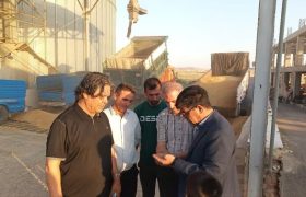 تولید ۴۰ درصد گندم آذربایجان‌شرقی در هشترود