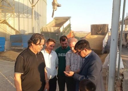 تولید ۴۰ درصد گندم آذربایجان‌شرقی در هشترود