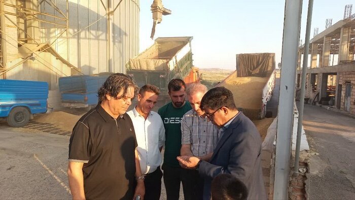 تولید ۴۰ درصد گندم آذربایجان‌شرقی در هشترود