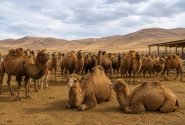 اسکو قطب پرورش شتر استانرونق اقتصاد مناطق بیابانی آذربایجان شرقی با پرورش شتر