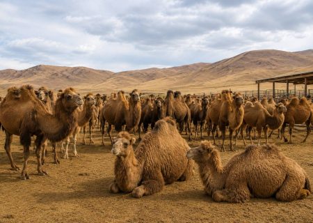 اسکو قطب پرورش شتر استانرونق اقتصاد مناطق بیابانی آذربایجان شرقی با پرورش شتر