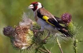 کشف سهره‌های طلایی و ادوات زنده‌گیری در اراضی جانقور تبریز