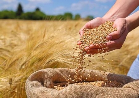 خرید گندم از کشاورزان آذربایجان شرقی از مرز ۲۰۷ هزار تن گذشت