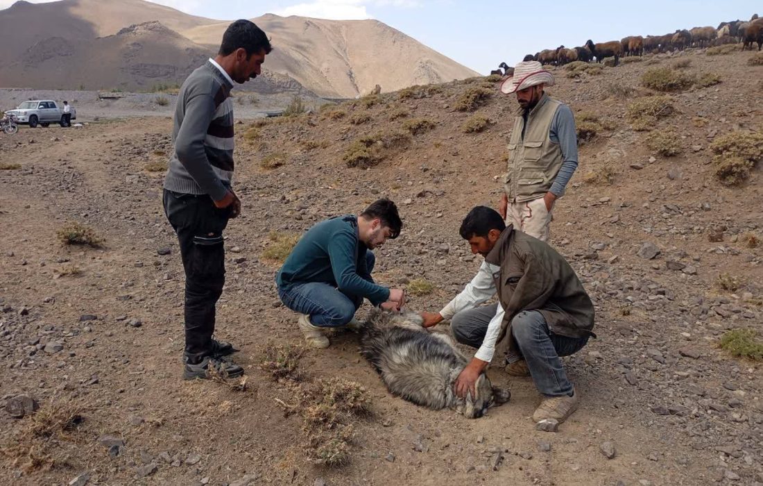خدمات گسترده بهداشتی و واکسیناسیون ۸ هزار رأس دام در اردوی جهادی «شهید علی حمیدزاده»
