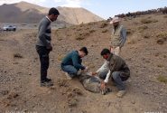 خدمات گسترده بهداشتی و واکسیناسیون ۸ هزار رأس دام در اردوی جهادی «شهید علی حمیدزاده»